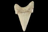 Serrated Fossil Auriculatus Tooth - Sarysu River, Kazakhstan #173798-1